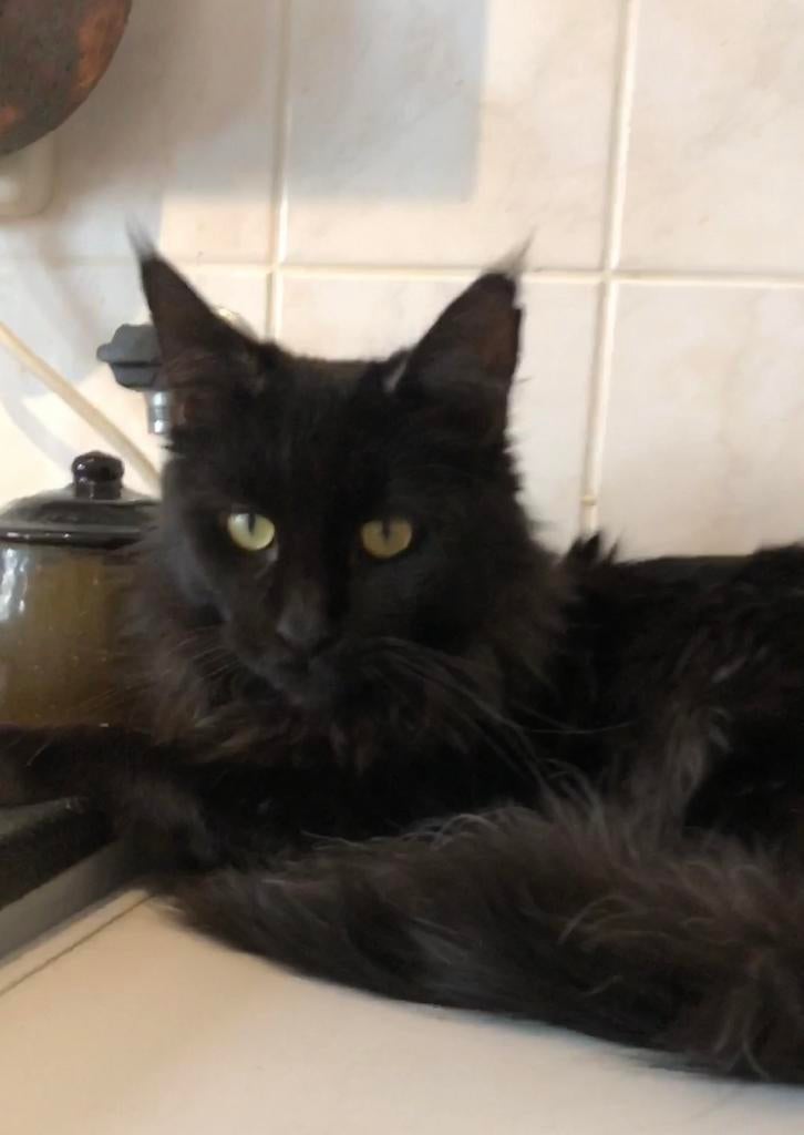 Maine Coon dekkaters zwart en crême-rood, Kater