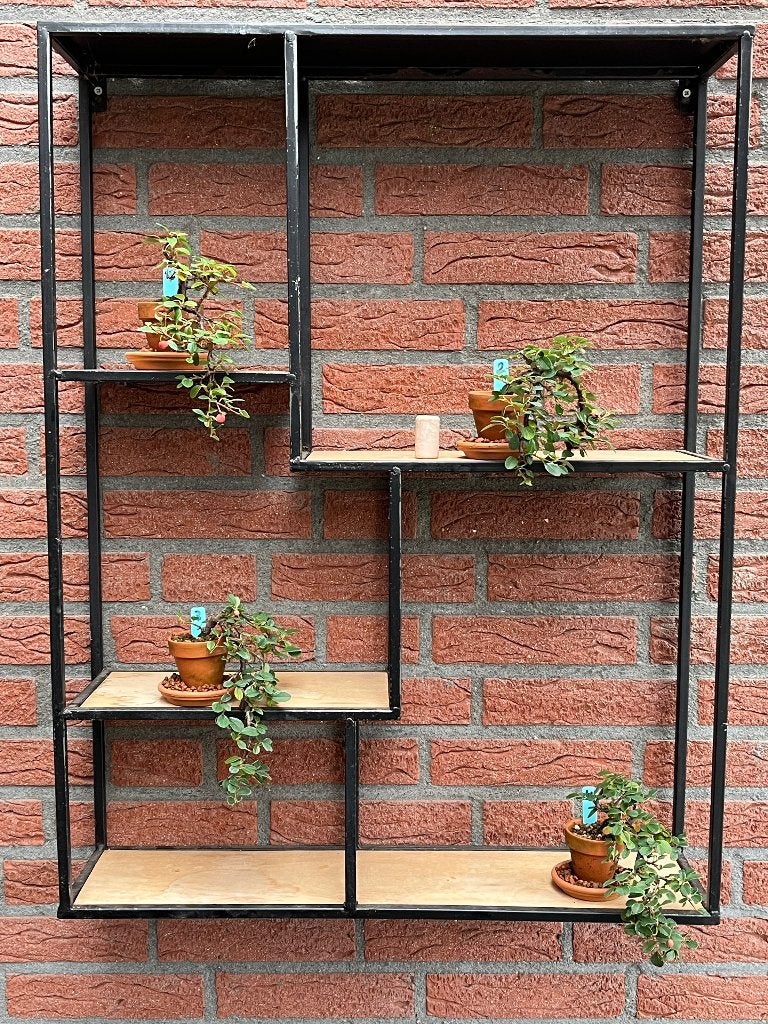 Bonsai Coteneaster, Tuin en Terras, In pot, Halfschaduw, Lente, Minder dan 100 cm