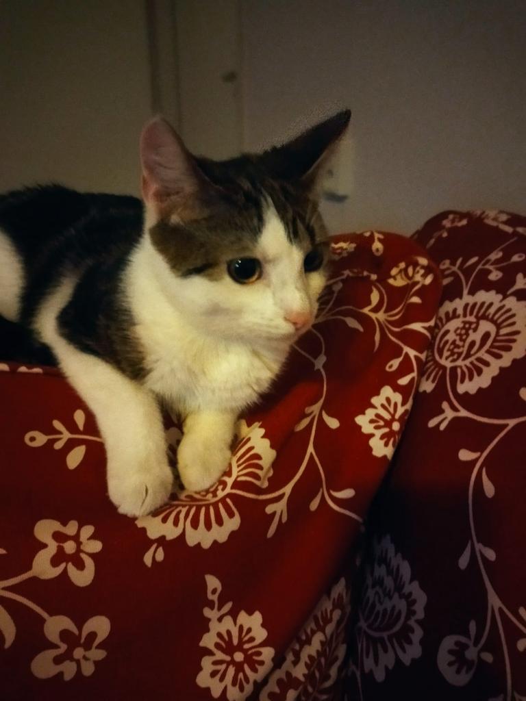 Vermist in Almelo sinds 9 mei 2026, Dieren en Toebehoren