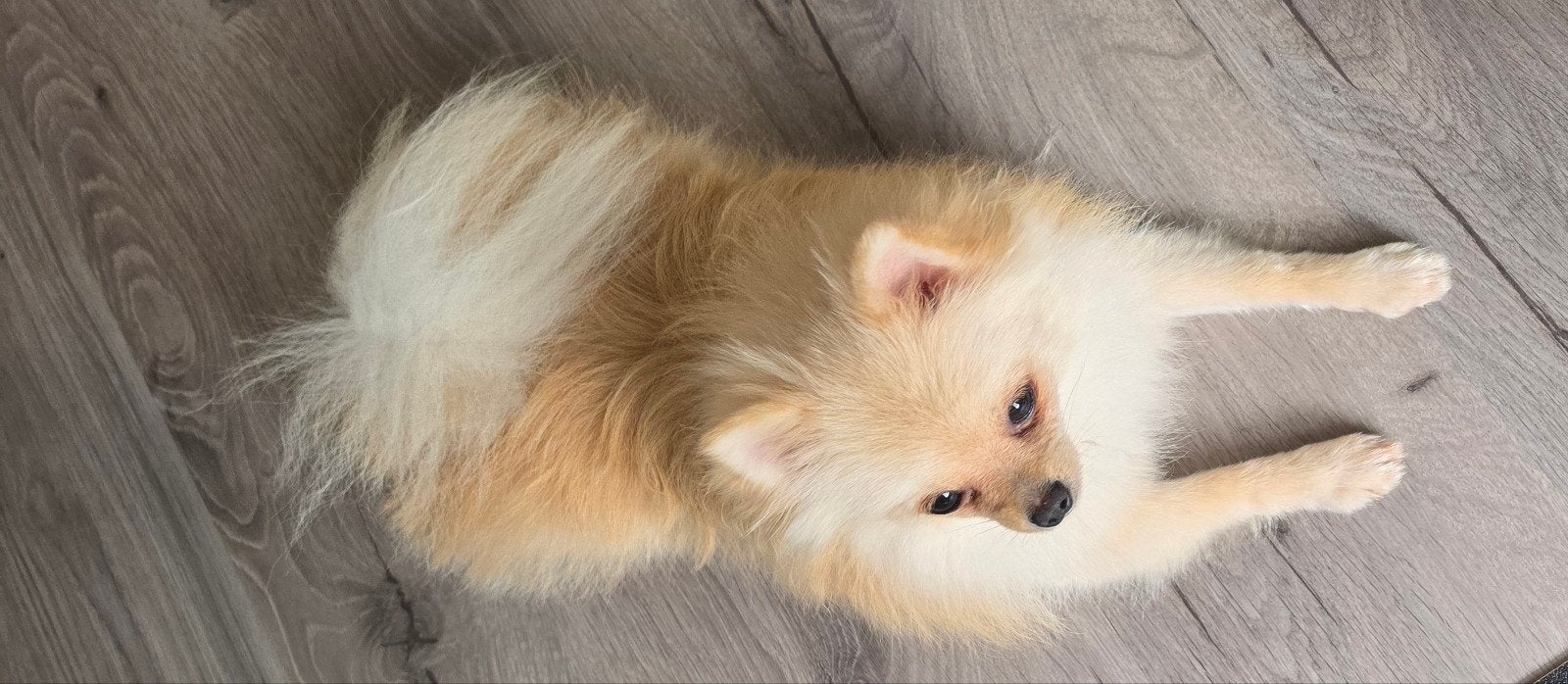 pomeriaan teefje, Dieren en Toebehoren, Keeshond, 1 tot 2 jaar, Teef, Eén hond