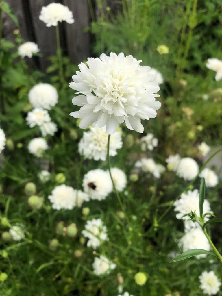 Duifkruid zaden - Scabiosa 'Snow Maiden', Ophalen of Verzenden, Voorjaar, Volle zon, Zaad