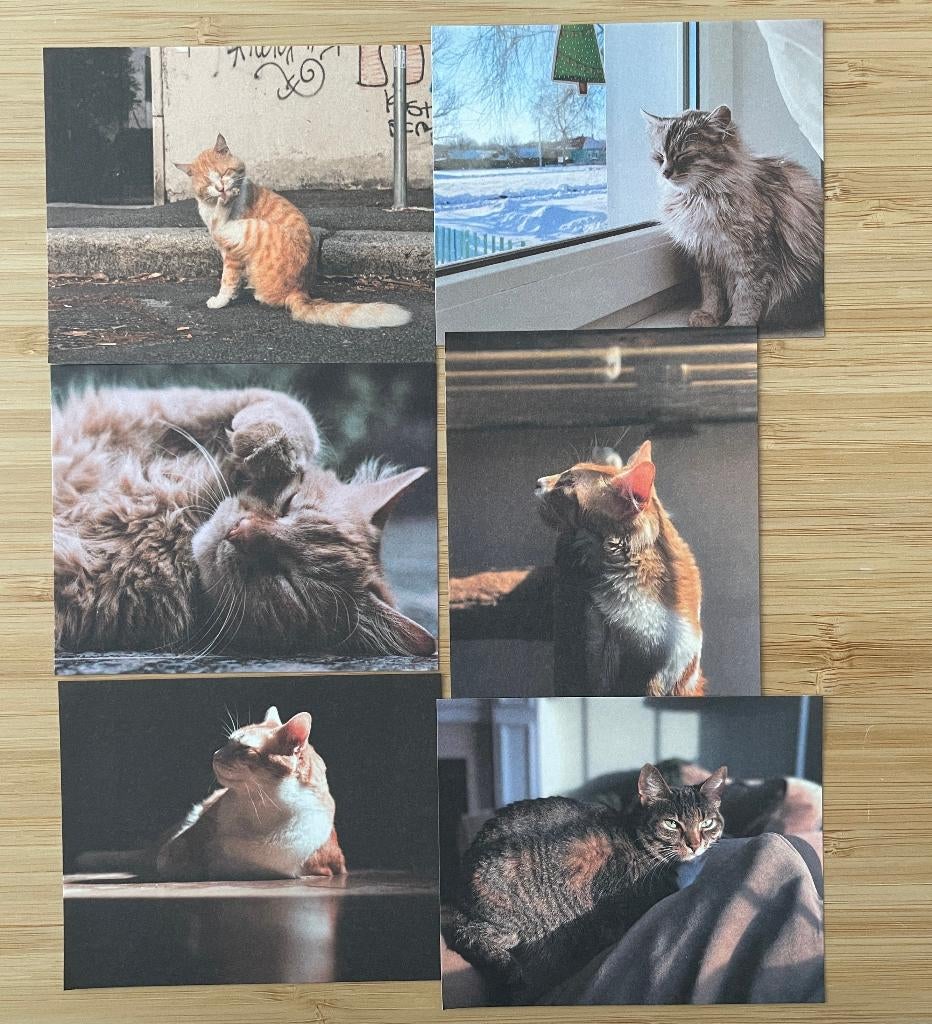 Katten in de zon, scrapbooking, junk journal papier, Hobby en Vrije tijd, Scrapbooking, Verzenden, Nieuw, Papier of Karton