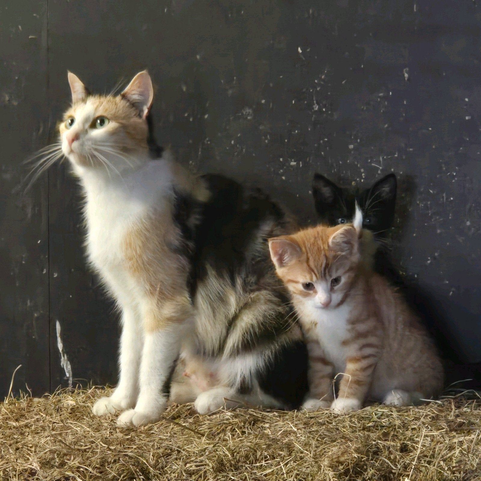 Supermooie en Lieve Kittens! Rood Katertje, Zwart-wit Poesje, Meerdere dieren, Kortharig, 0 tot 2 jaar