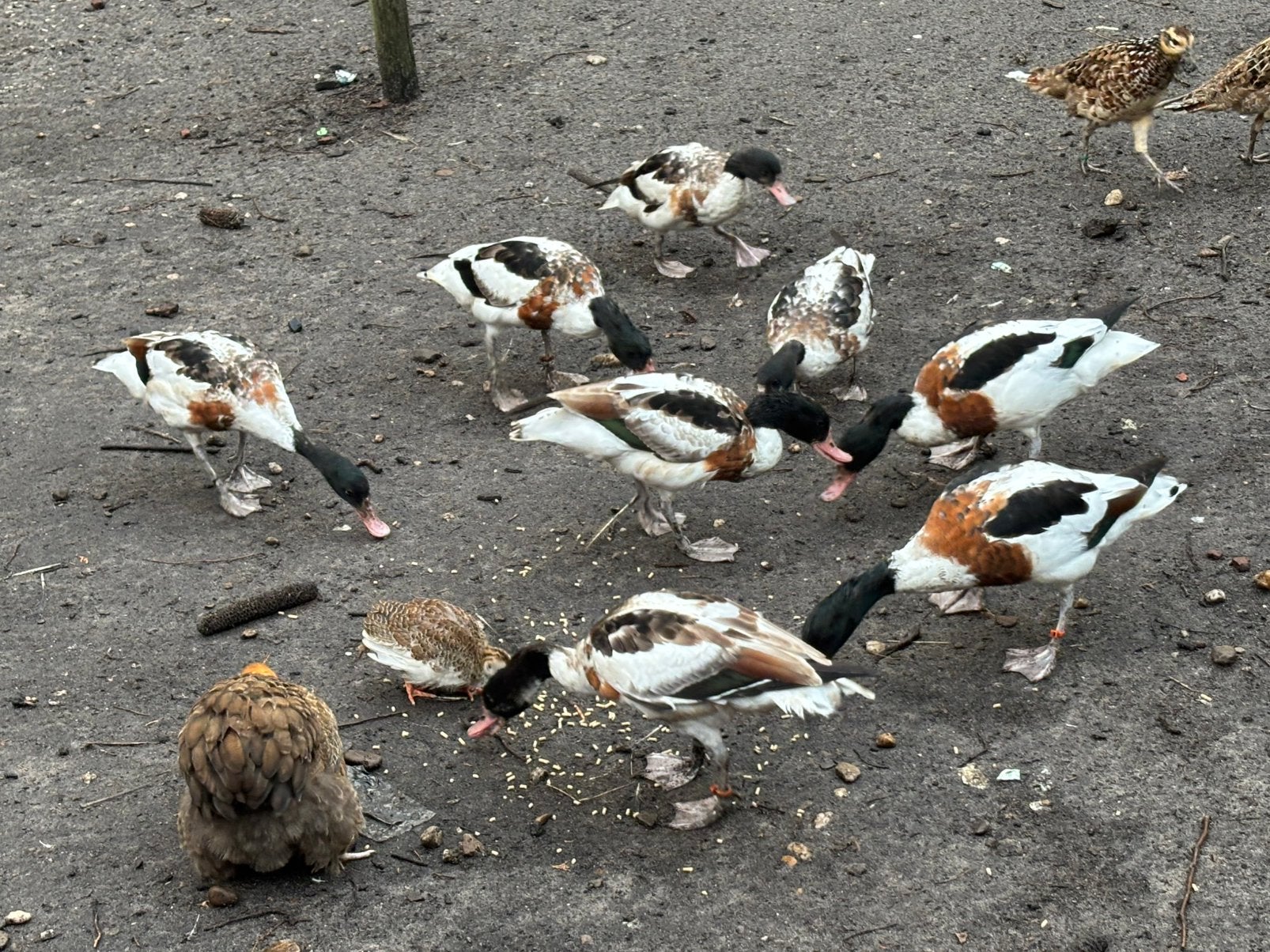 Bergeend bergeenden eend eenden, Dieren en Toebehoren, Meerdere dieren, Eend