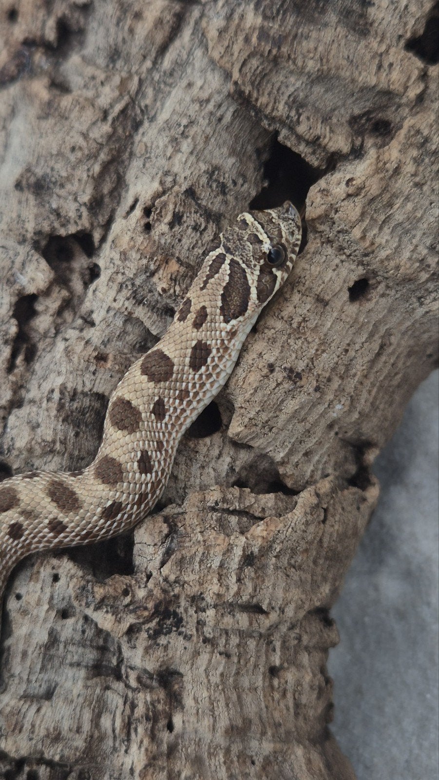 Haakneusslang het snow Hognose Snake - female for sale from De Jong