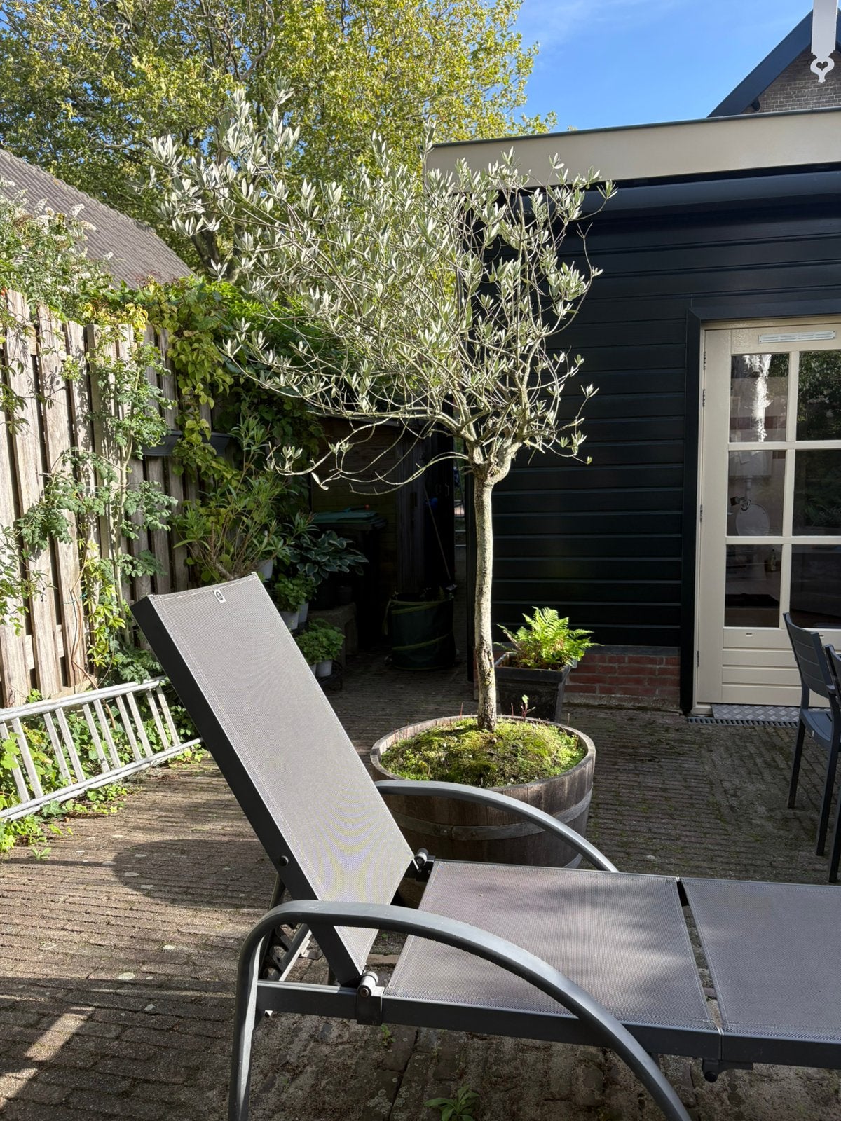 Grote olijfboom in eiken wijnvat, Tuin en Terras, Bloeit niet, 100 tot 250 cm, Olijfboom, Ophalen