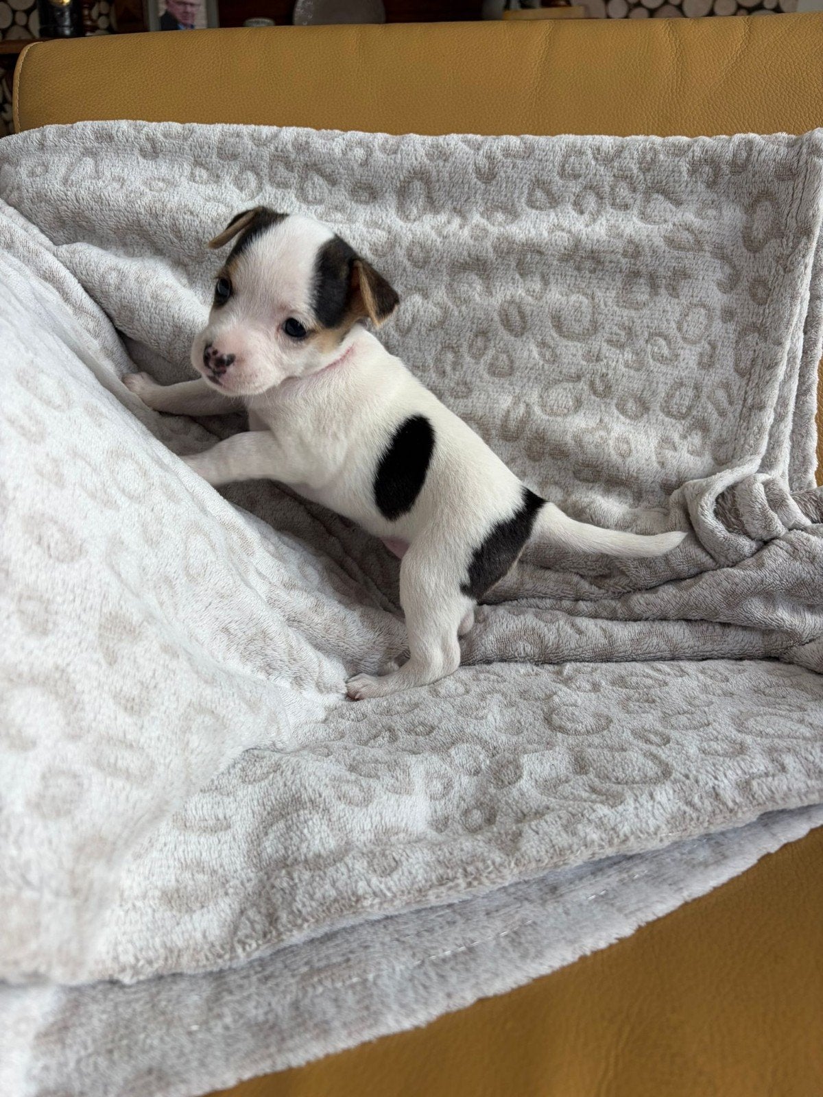 driekleurige boerenfox puppy's,nog 2 teefjes., 8 tot 15 weken, Parvo, Meerdere, Meerdere dieren