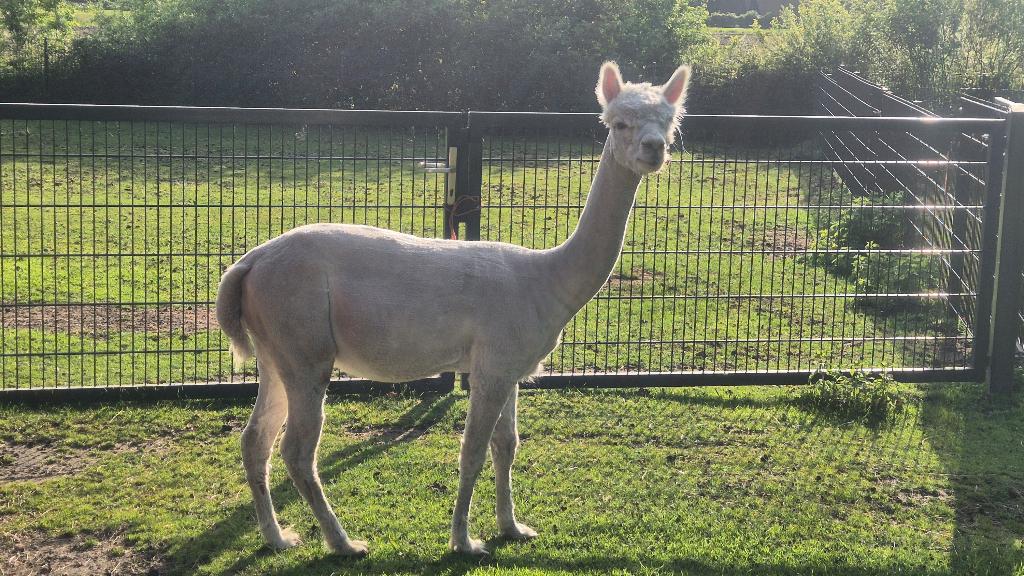 Witte alpaca Hengst Met stamboom, Juli, Mannelijk