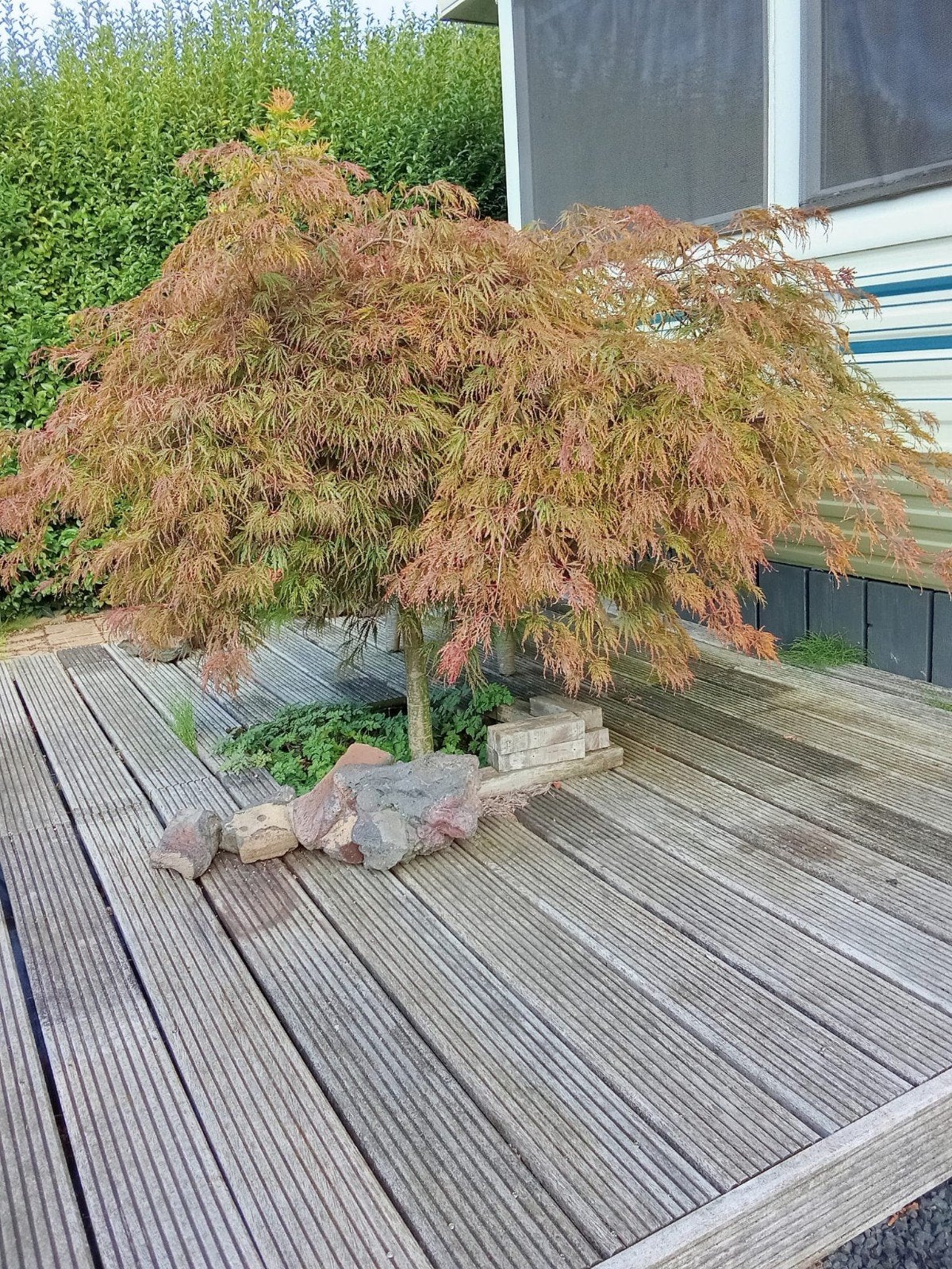 Japanse Esdoorn (Acer palmatum) - Prachtige Tuinplant, Vaste plant, Bloeit niet, Halfschaduw, Ophalen
