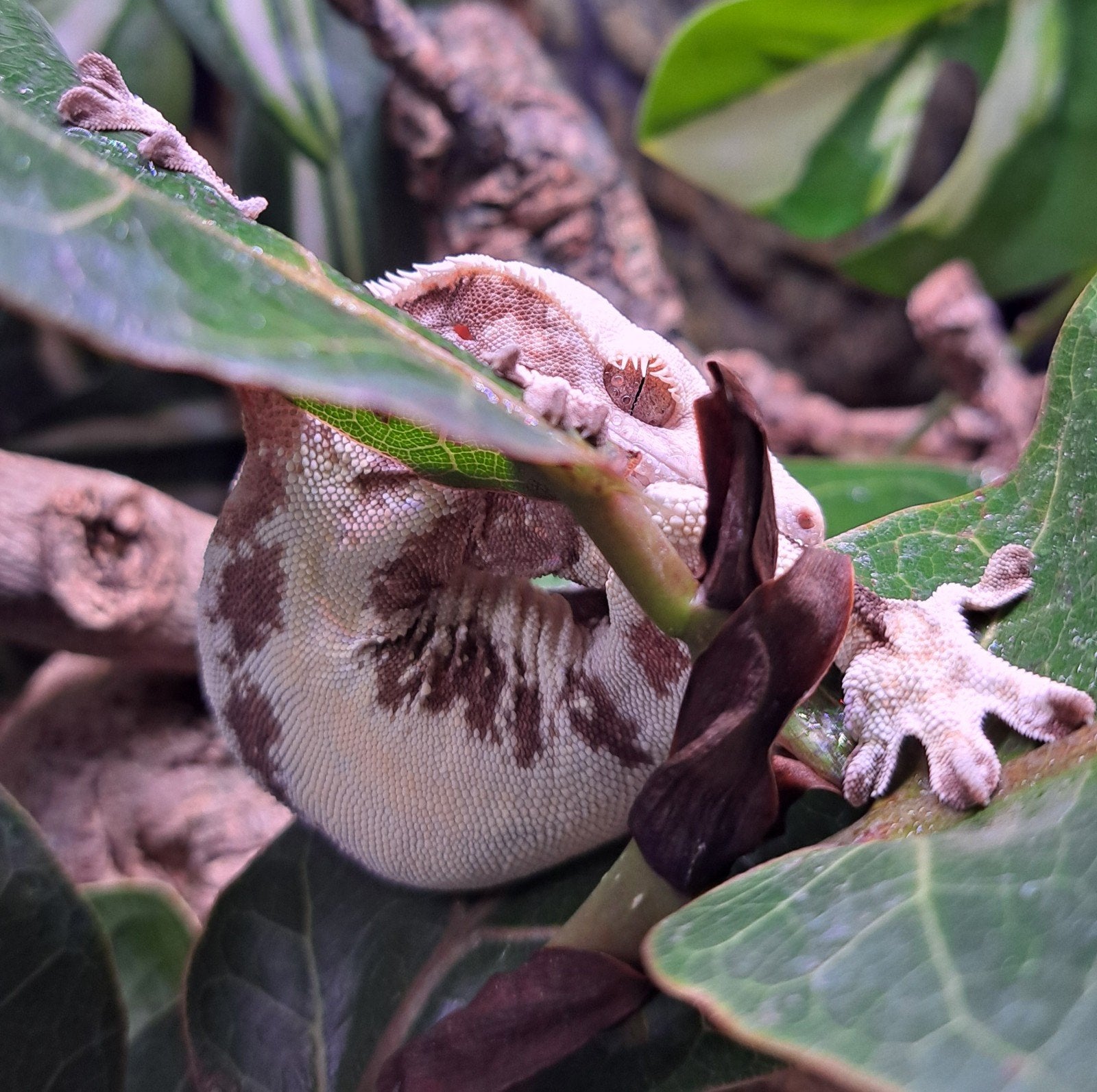 Wimpergekko Lilly white baby + set up Crested Gecko photo 4
