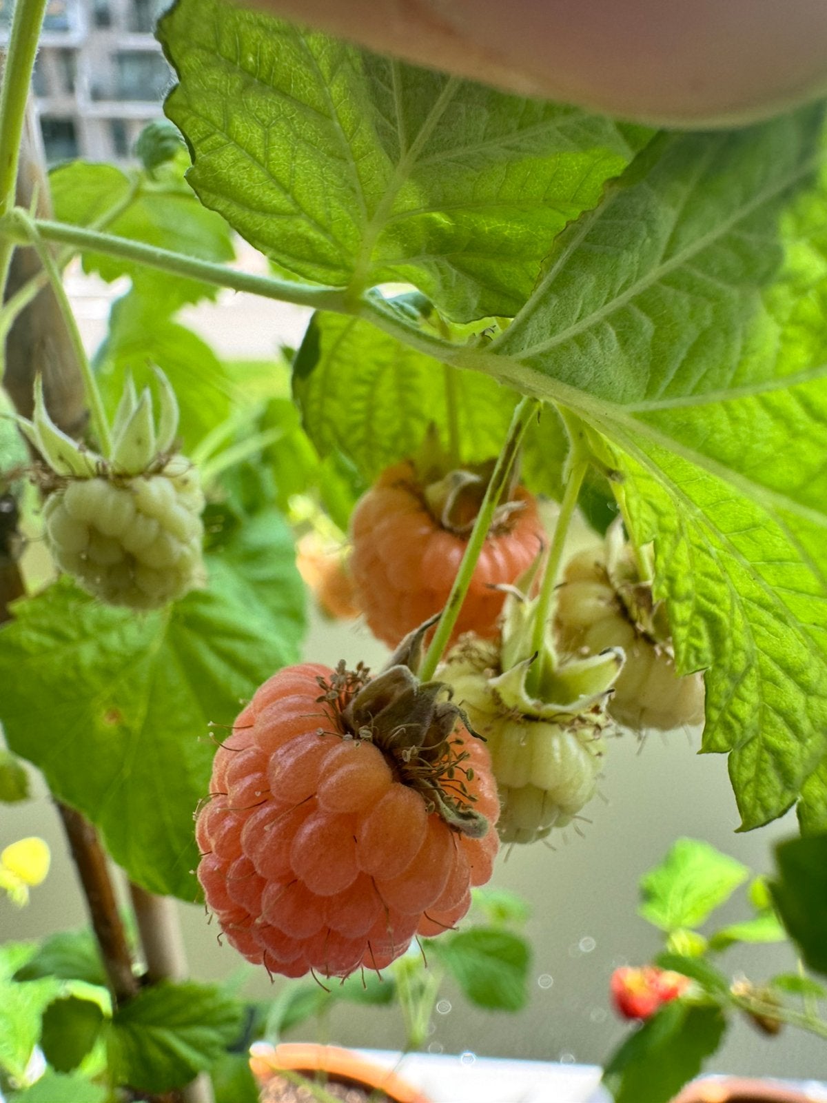 Unieke Oranje framboos ‘Valentina’ (Stekken), Tuin en Terras, Planten | Tuinplanten, Ophalen, Volle zon, Vaste plant, Zomer