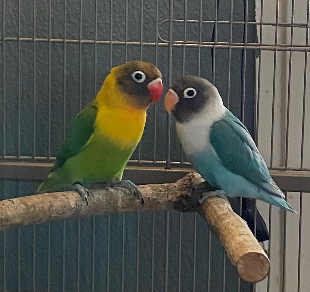 Twee mooie agapornissen, Geslacht onbekend, Dwergpapegaai of Agapornis, Geringd