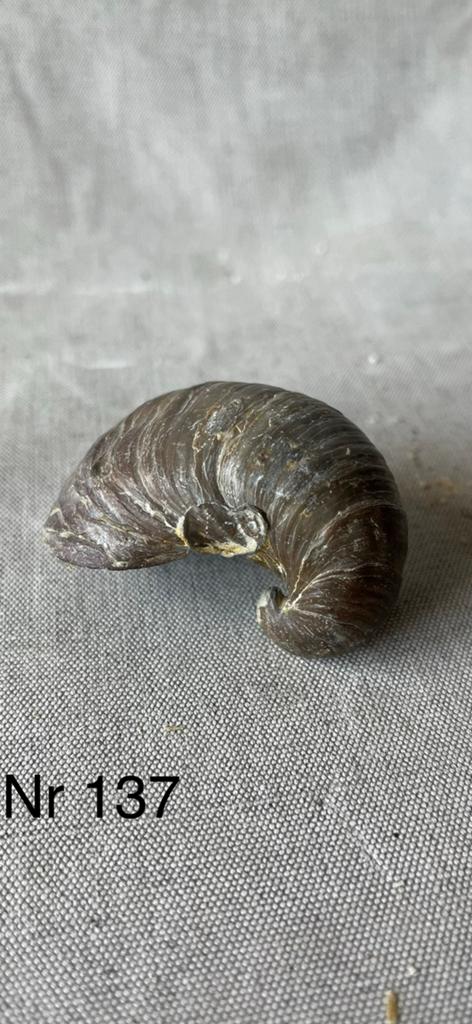 Fossielen OESTER uit Italië, Ophalen, Fossiel