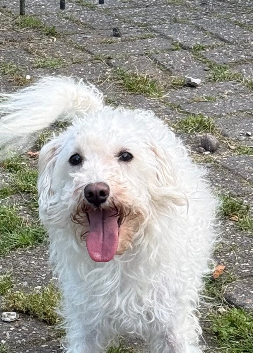 Poedel X Schnauzer, 2 jaar oud., Poedel, Parvo, 1 tot 2 jaar, Teef