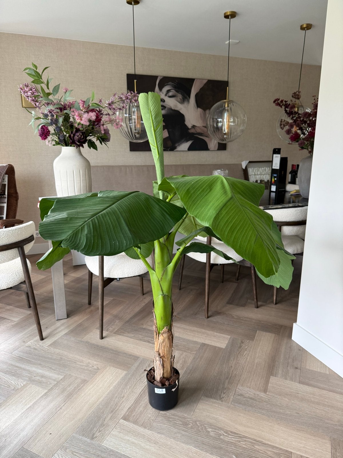 Grote kunst Bananenplant (Musa) - Royal Banana Tree, Huis en Inrichting, Ophalen, 100 tot 150 cm, Overige soorten, Halfschaduw