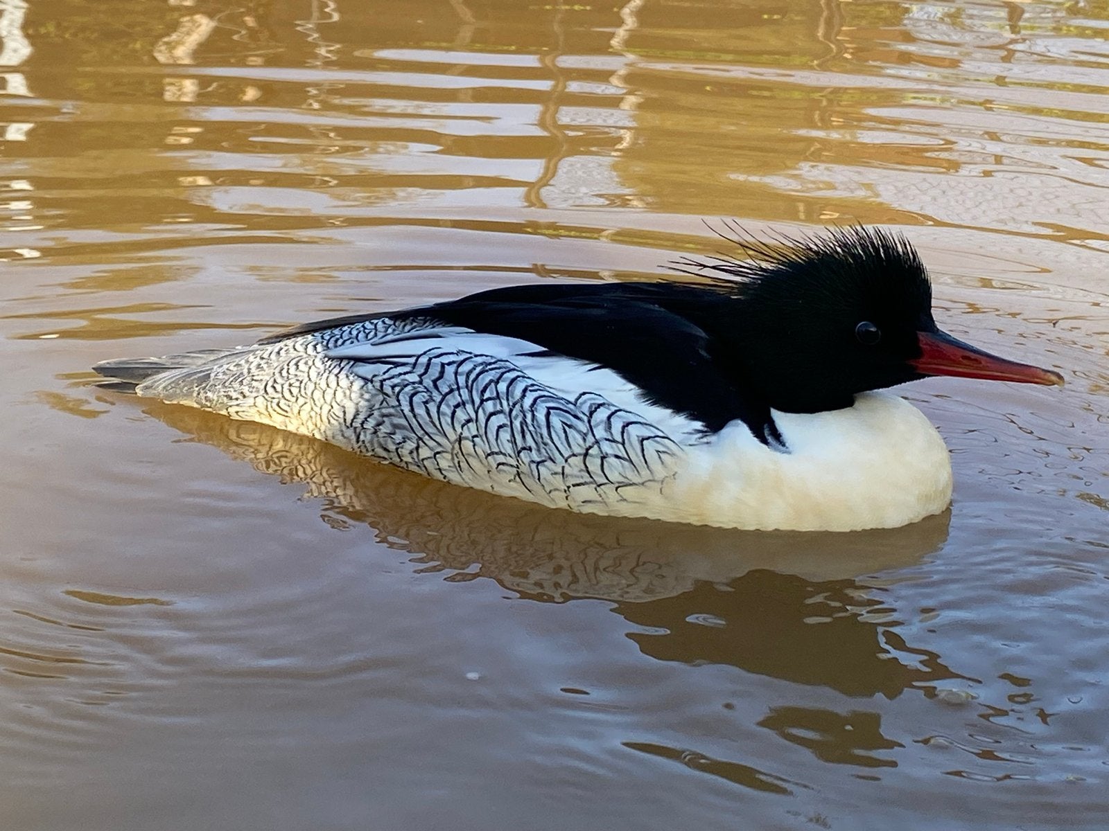 Gevraagd Chinese zaagbek man, Dieren en Toebehoren, Meerdere dieren, Eend