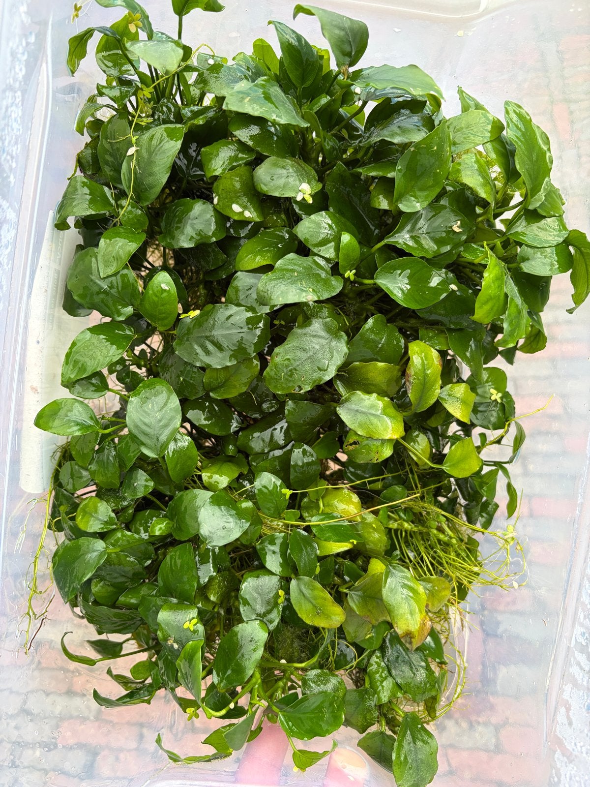Anubias Aquarium plant, Ophalen, Nieuw, Plant(en), Steen of Hout