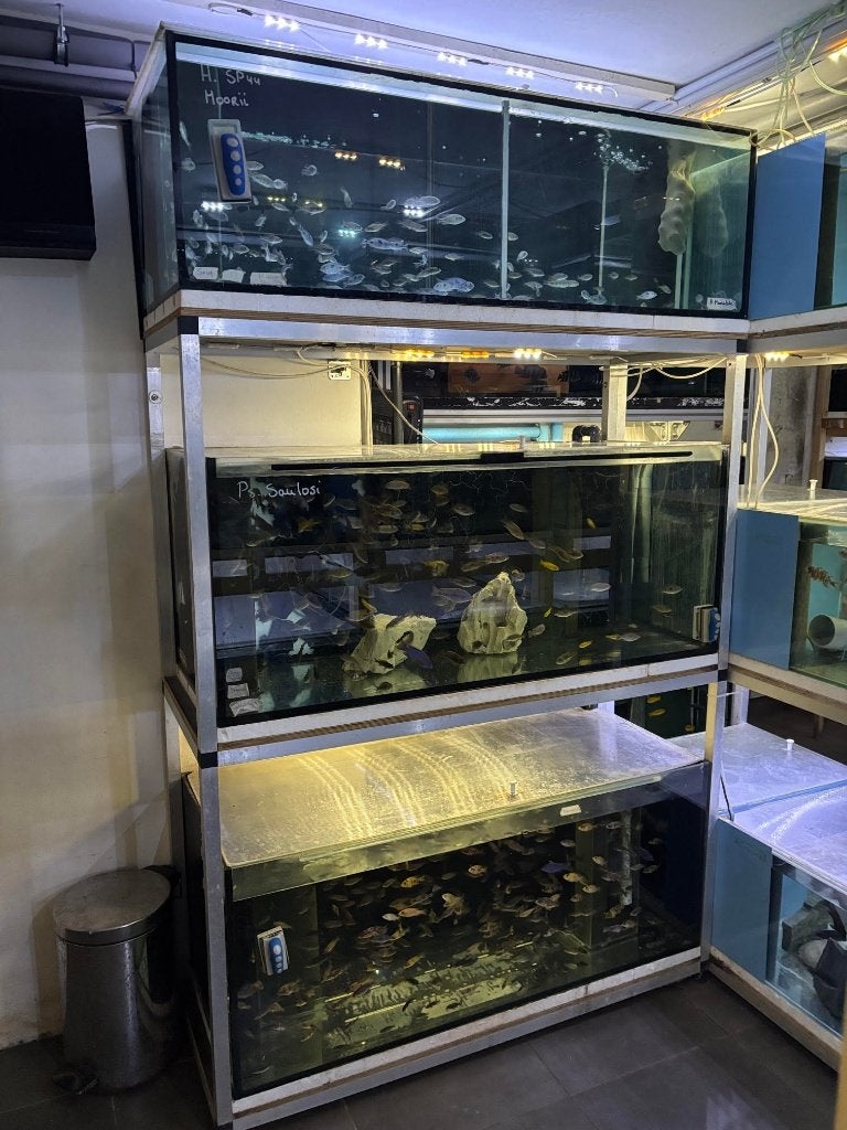 Kweekstelling kweekblok aquarium siervissen cichliden 1400L., Ophalen, Gebruikt, Leeg aquarium