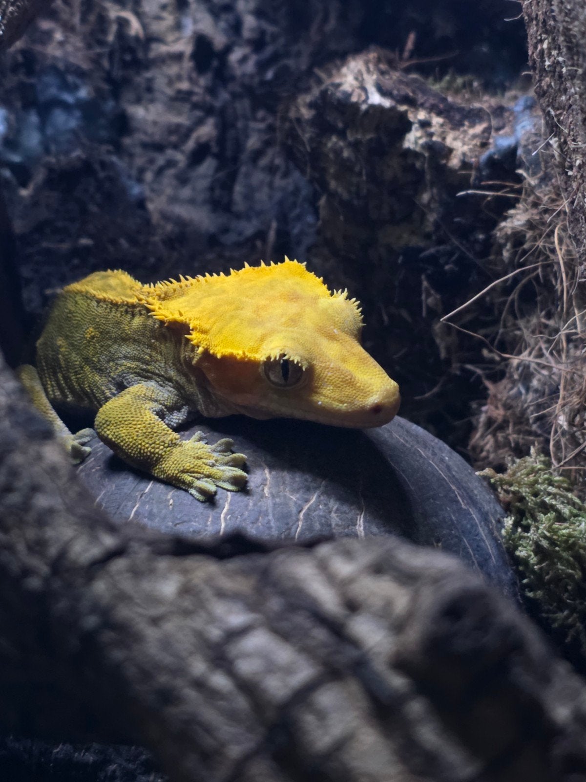 Wimpergekko met compleet ingericht terrarium – 45x45x60 cm, Dieren en Toebehoren, Reptielen en Amfibieën, Hagedis, 0 tot 2 jaar