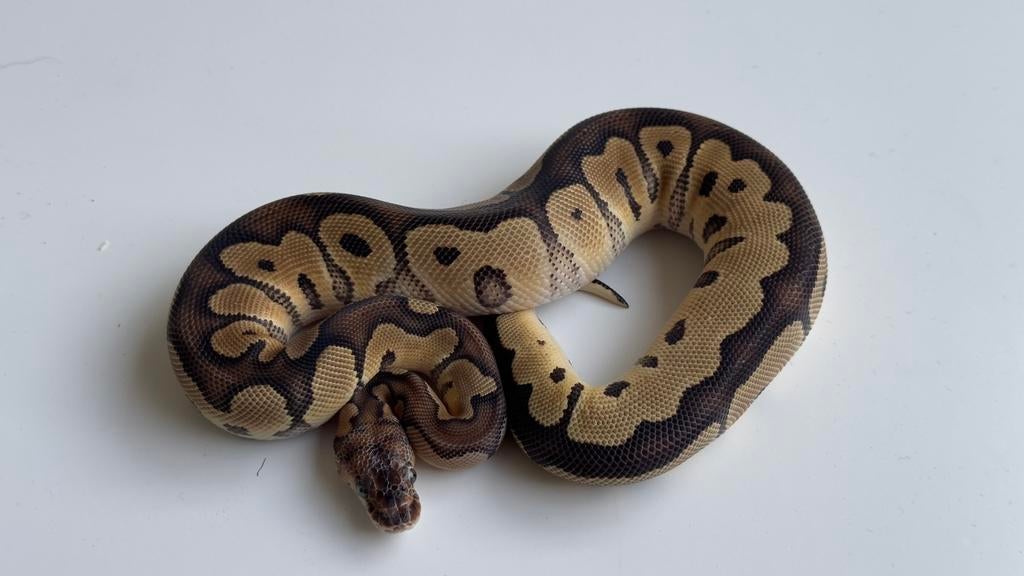 Clown het hypo (ghost) vrouw 2025 ball python, Dieren en Toebehoren, Reptielen en Amfibieën, Slang, 0 tot 2 jaar