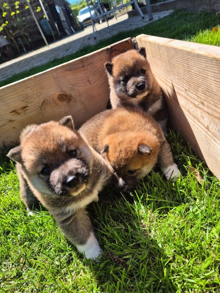 Prachtige Shiba Inu pups te koop! NOG 1 BESCHIKBAAR!, Parvo, 8 tot 15 weken, Meerdere, Nederland