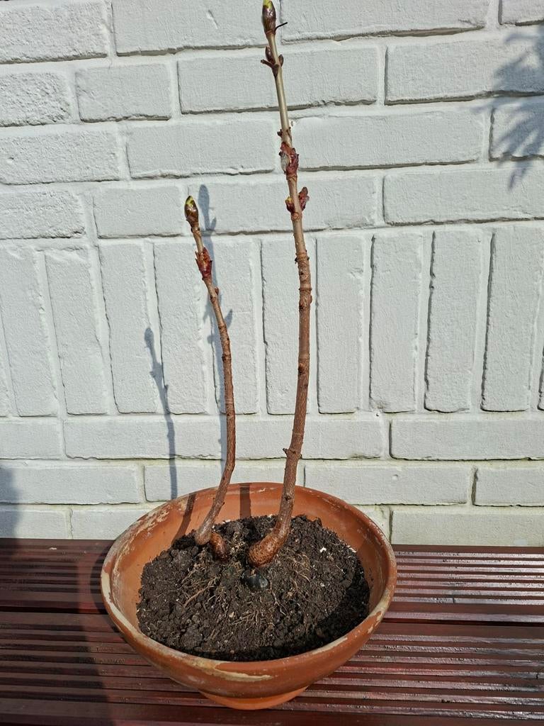 DUBBELE BONSAI KASTANJE IN TERRA COTTA S SCHAAL, Ophalen, Halfschaduw, Overige soorten, Minder dan 100 cm