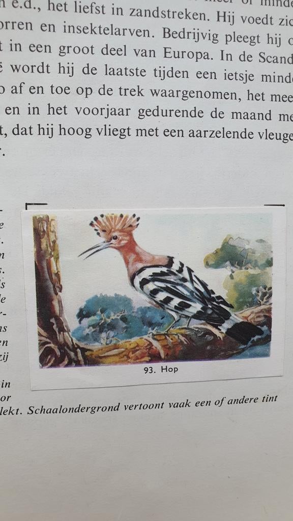 Rizla Zo leer je vogels kennen boekje met plaatjes, Boeken, Prentenboeken en Plaatjesalbums, Ophalen of Verzenden, Gelezen