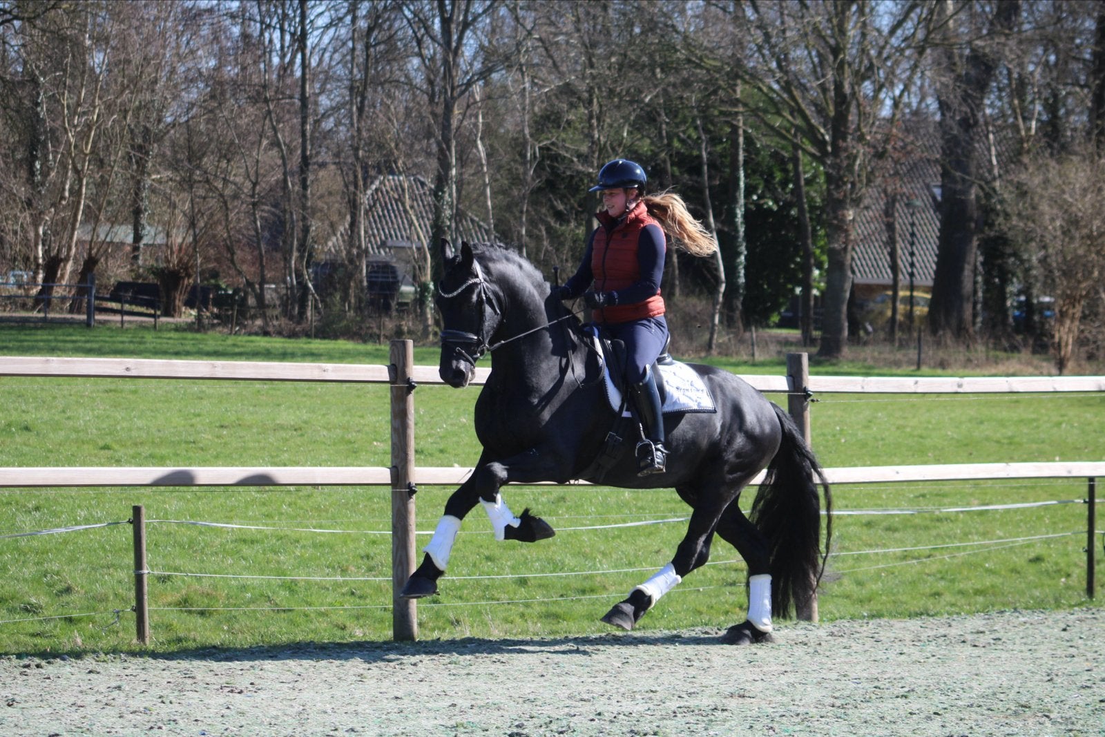 Hele stoere friese ster hengst, Met stamboom, M, Dressuurpaard, Hengst