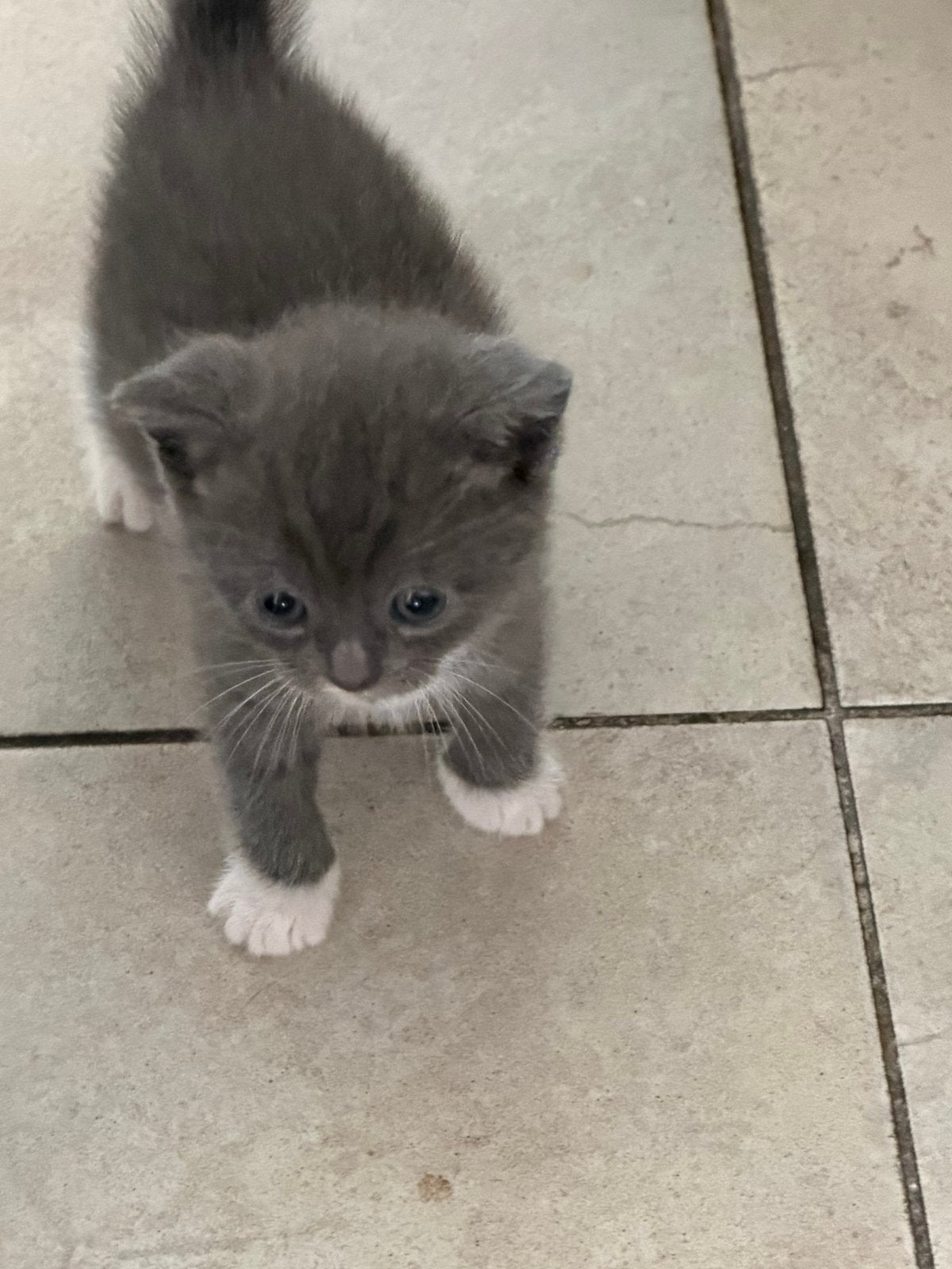 Britse korthaar kittens, Poes, Ingeënt