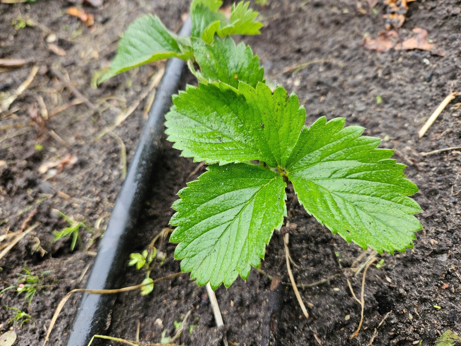 aardbei plantjes, Ophalen of Verzenden, Volle zon