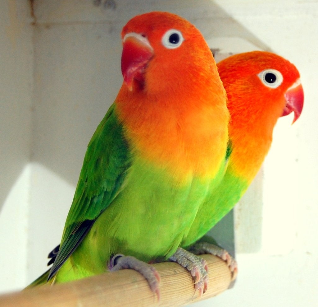 AGAPORNIS FISCHERIE GROEN OPALINE MANNEN DNA GESEKST!, Mannelijk, Dwergpapegaai of Agapornis, Geringd