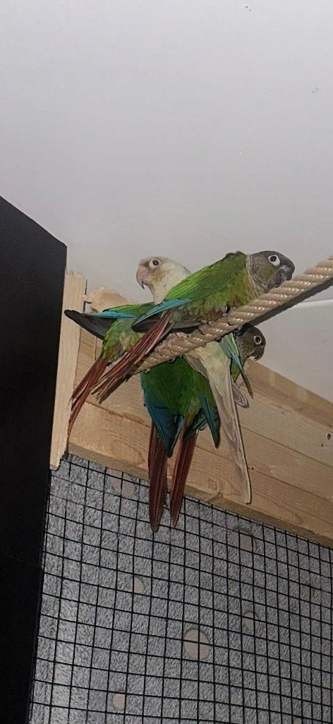 Pyrhura, Dieren en Toebehoren, Vrouwelijk, Parkiet, Tam