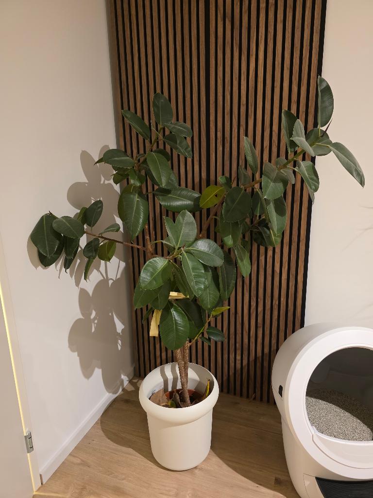 Grote Ficus Elastica (170x140cm), Ophalen, Ficus, 100 tot 150 cm, Halfschaduw