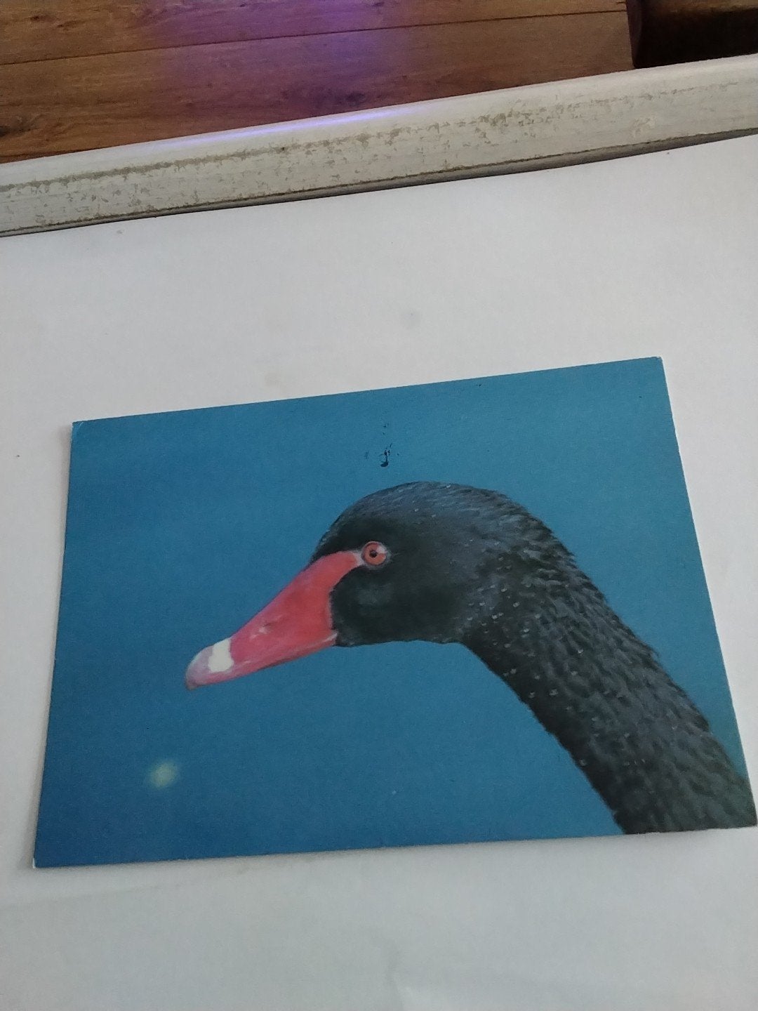 Oude ansichtkaart Zwarte Zwaan - Gelopen, Ophalen of Verzenden, 1980 tot heden