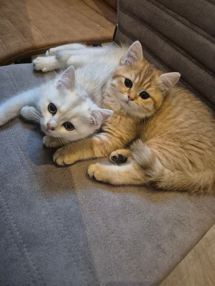 Lieve britse korthaar zusjes geënt gechipt 12 weken brits, Dieren en Toebehoren, Poes, Gechipt, 0 tot 2 jaar