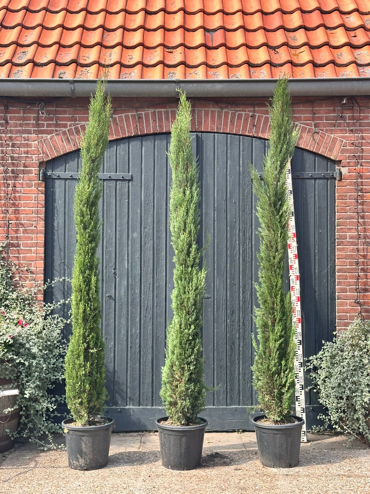 Cupressus sempervirens 'Pyramidalis (Italiaanse cipres), Overige soorten, 100 tot 250 cm, Zomer, Ophalen