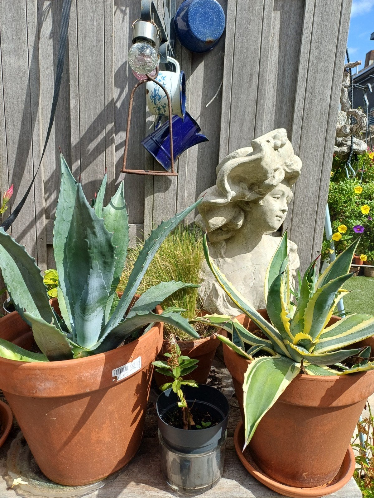 Agave Americana Variegata bont en 1 kleurig, Tuin en Terras, Ophalen of Verzenden, Overige soorten, Volle zon