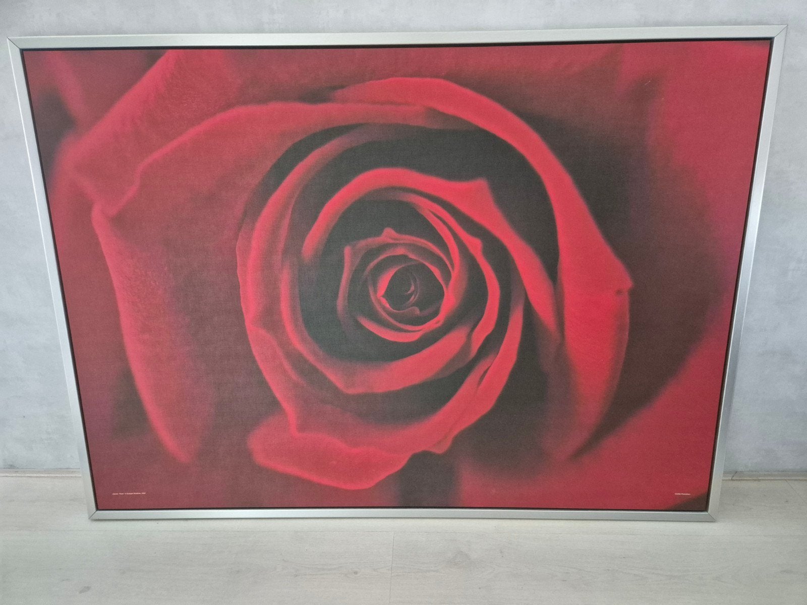 Rode roos in rvs lijst, Ophalen, Zo goed als nieuw, 125 cm of meer, Foto of Poster