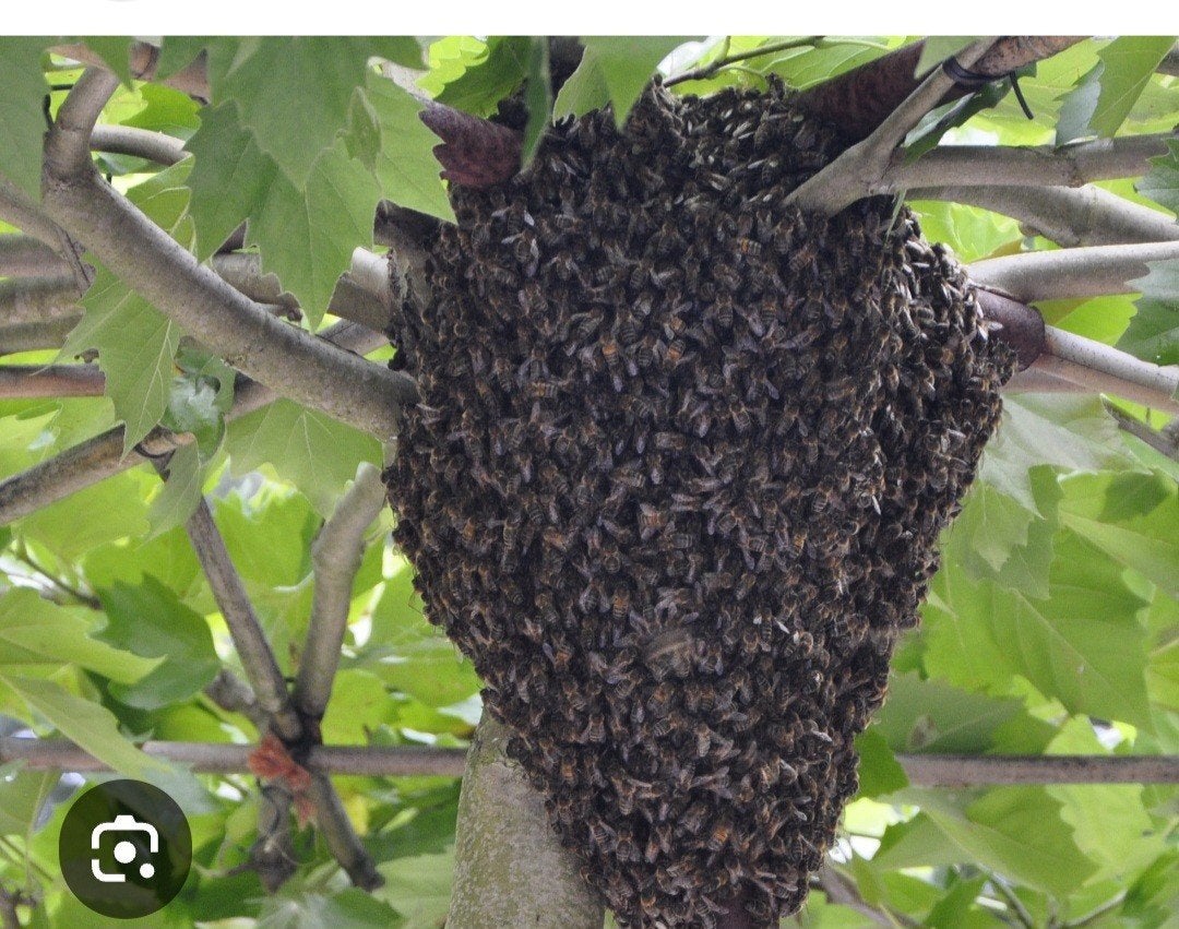 Bijenzwerm /bijenvolk in uw tuin, Ophalen of Verzenden, Volle zon
