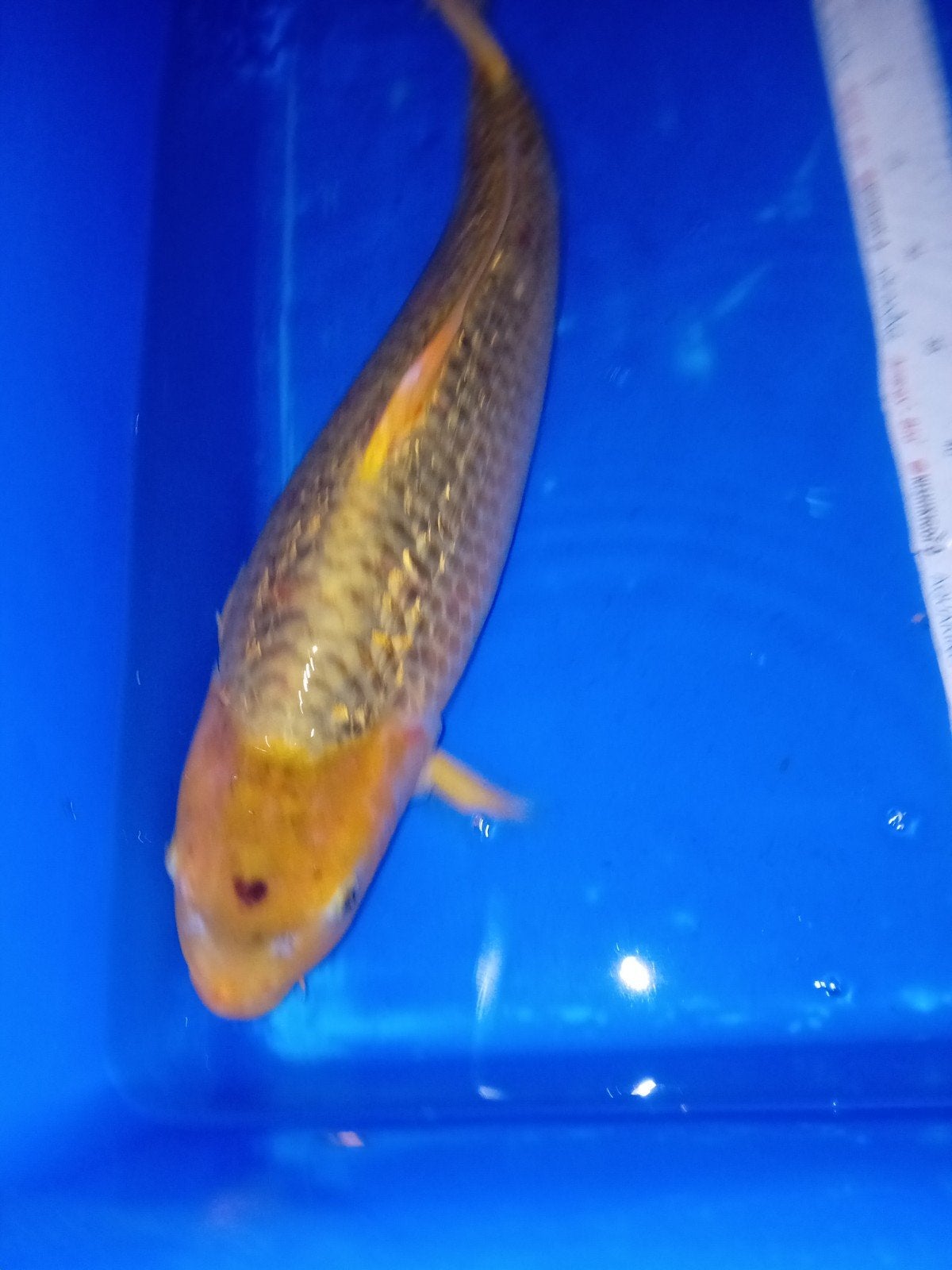 ginrin karashigoi, Dieren en Toebehoren, Vissen | Vijvervissen, Karper of Koi
