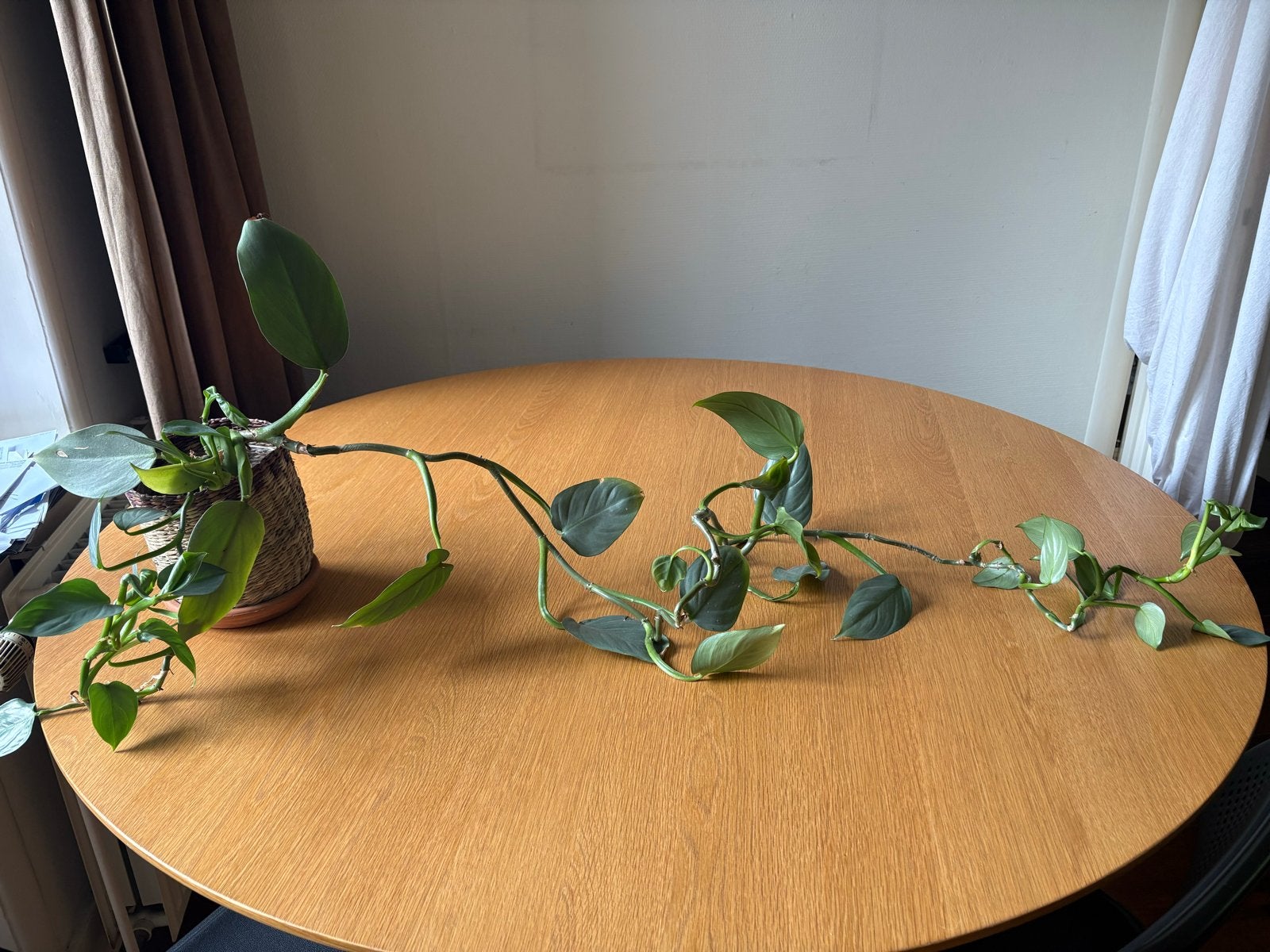 Kamperplant, Ophalen, Halfschaduw, Minder dan 100 cm