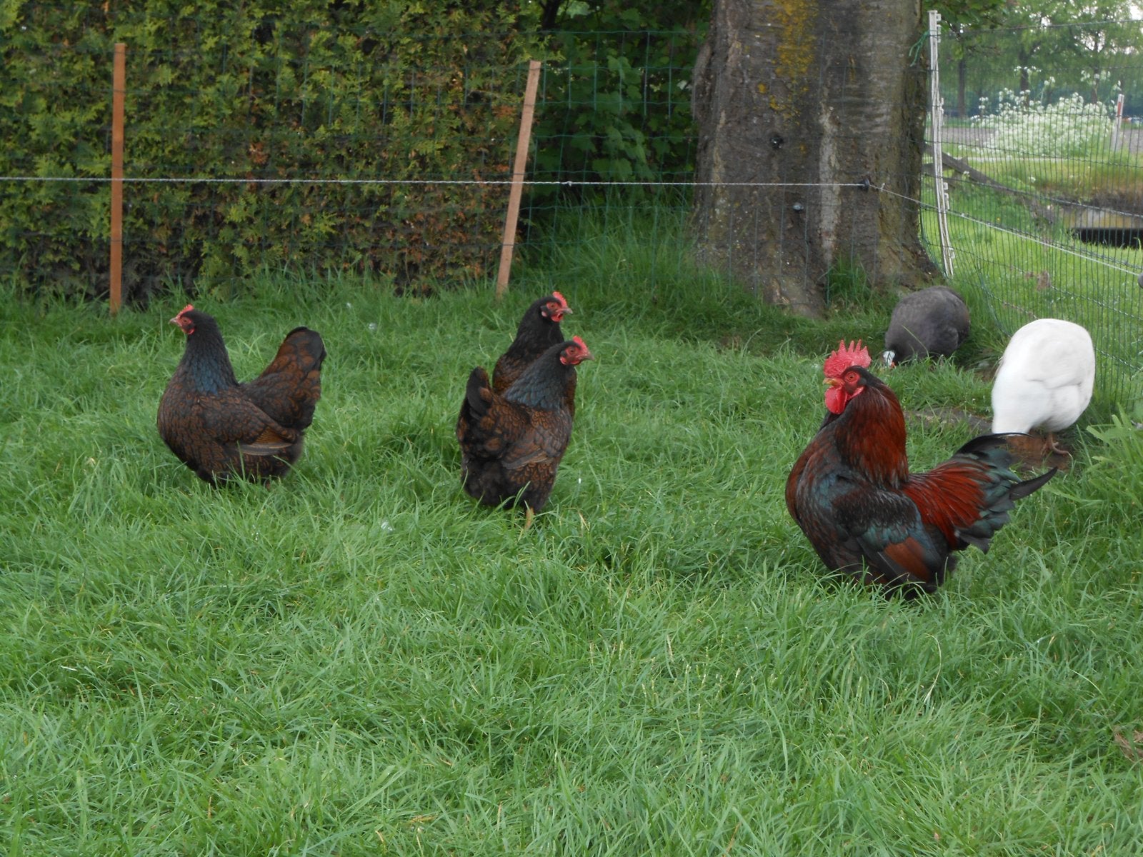 Te koop barnevelder kriel hennen goud dubbel gezoomd, Dieren en Toebehoren, Meerdere dieren, Kip