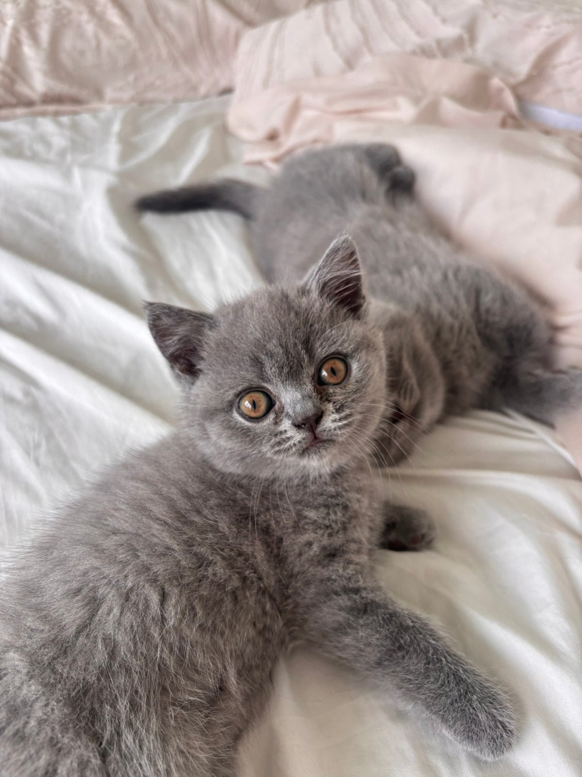 Korthaar (British  bleu, Kater, Kortharig, 0 tot 2 jaar