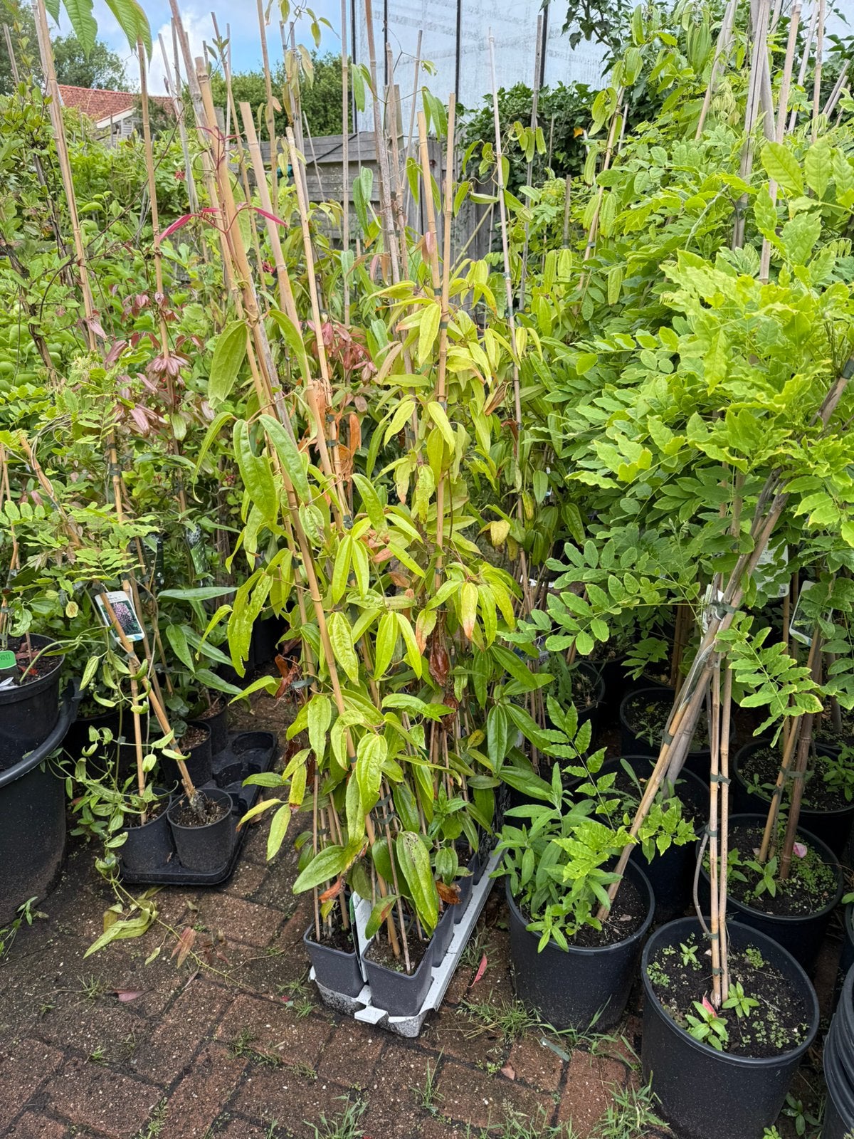 Groenblijvende  clematis div soorten extra lang stunt prijs, Ophalen, Overige soorten, Volle zon