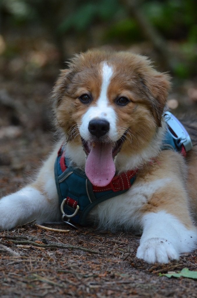 Australian Shepherd pup, Dieren en Toebehoren, 15 weken tot 1 jaar, Teef, Parvo, Eén hond
