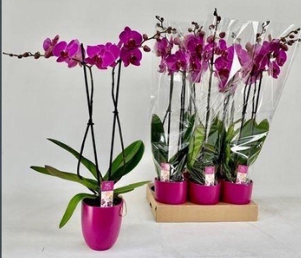 Paarse Phalaenopsis Orchidee met 2 takken en keramiek, Overige soorten, Vaste plant, Ophalen of Verzenden, Halfschaduw