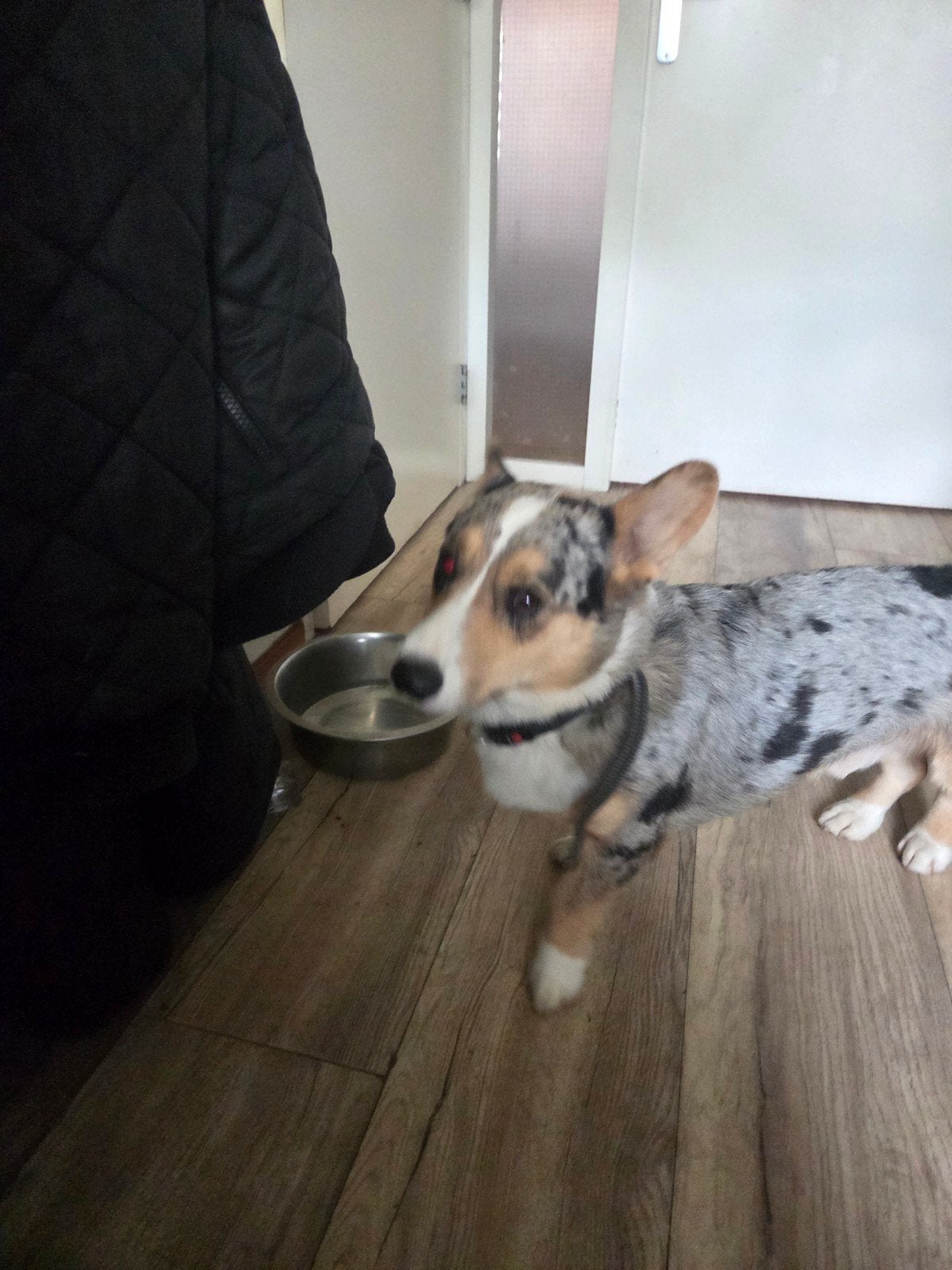 Mooie Welsh Corgi Cardigan reu., Reu, 1 tot 2 jaar, Eén hond, CDV (hondenziekte)