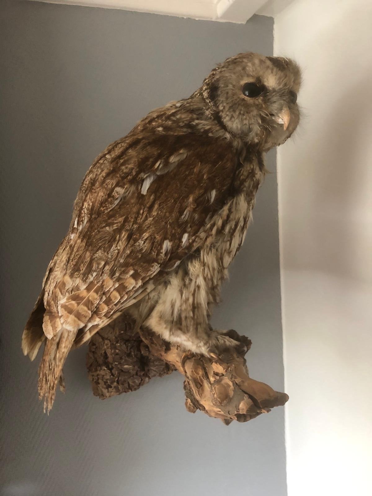 Prachtige bosuil in prima staat - Rook- en diervrij huis, Ophalen of Verzenden, Zo goed als nieuw, Vogel, Opgezet dier