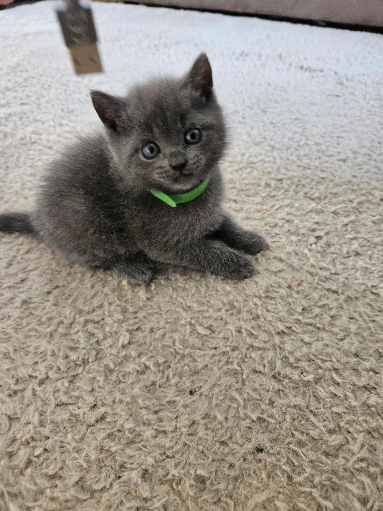 Verliefd in 3,2,1! Ontmoet onze 5 Brits Korthaar kittens!, Meerdere dieren, Ontwormd, 0 tot 2 jaar
