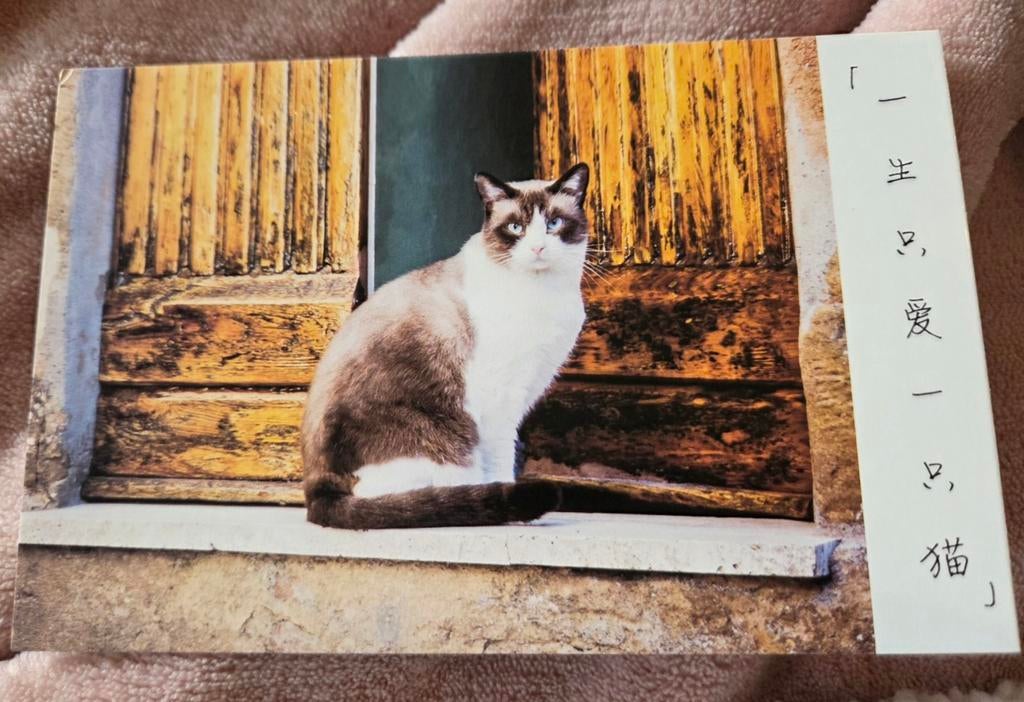 Poes zit bij de deur, Verzenden, 1980 tot heden, Ongelopen, Hond of Kat